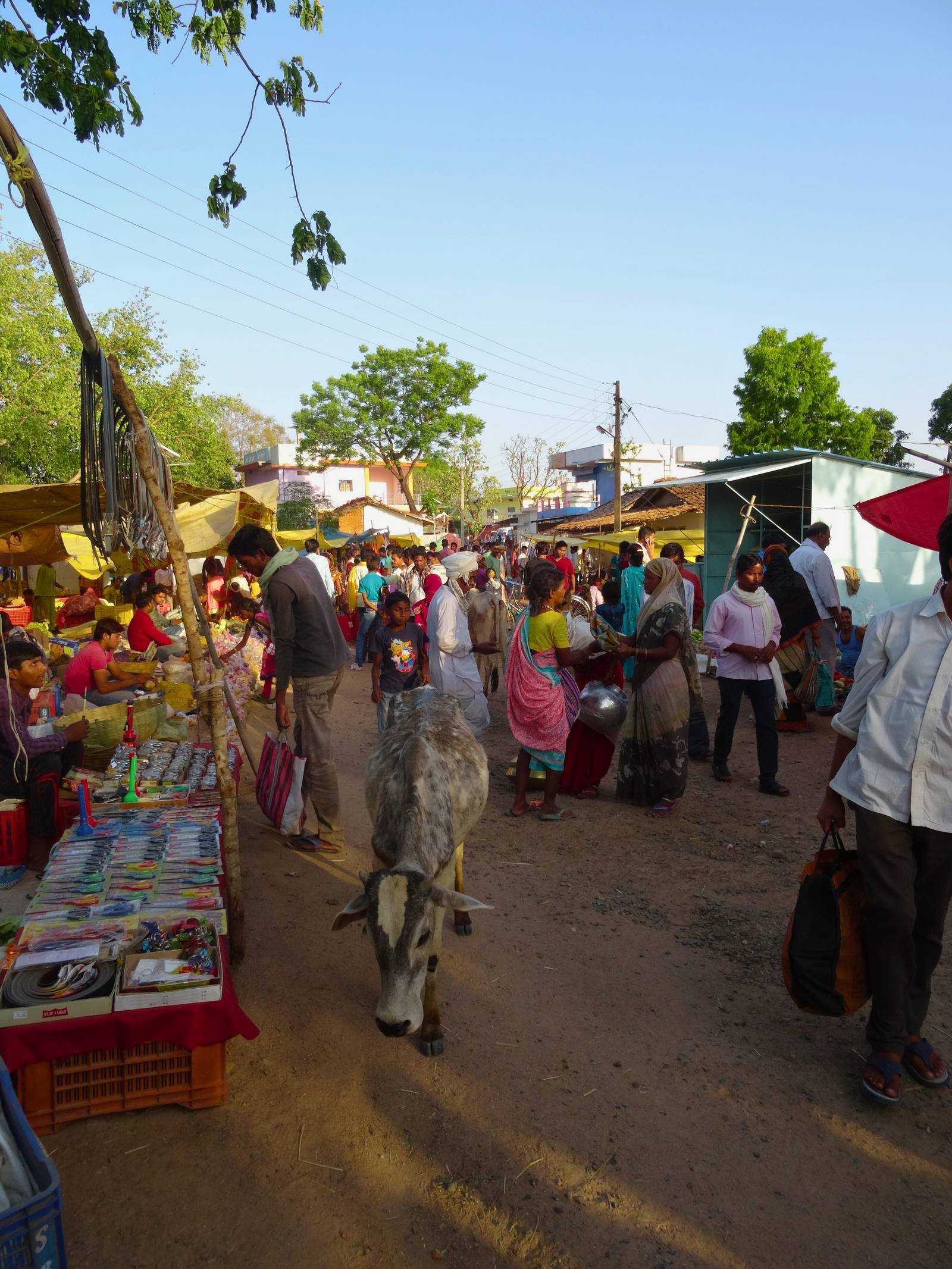 BLOG_ Forest Pauses, Mahua Beckons 3