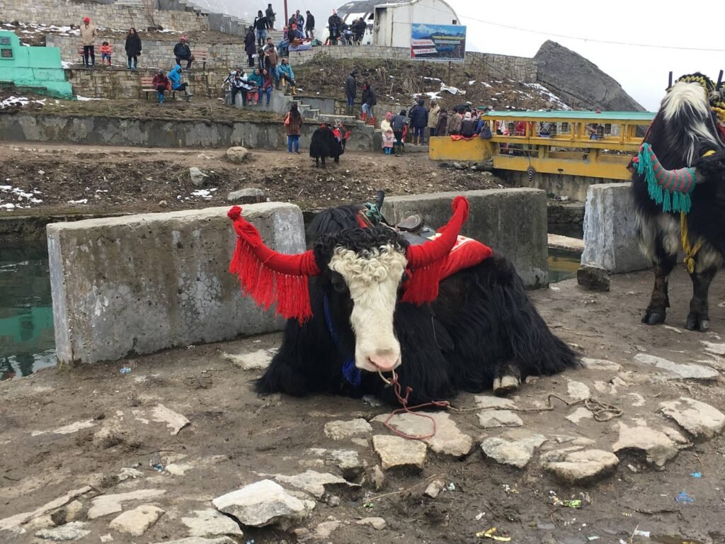 11. GALLERY_Shall We On Tour_Sikkim_Yak