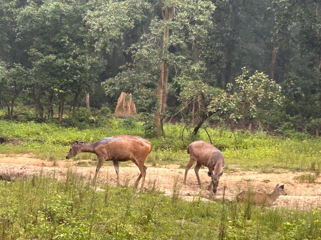 18. Gallery_Shall We On Tour_Sambar deer_Kanha