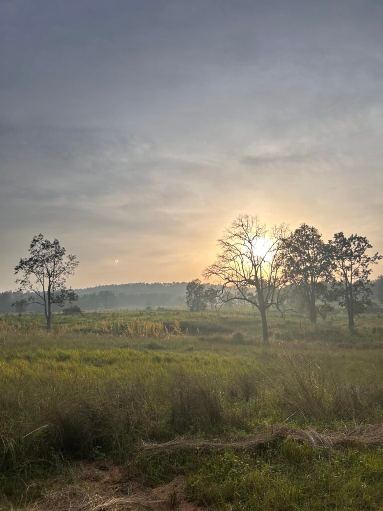 23. Gallery_Shall We On Tour_Kanha Morning Safari