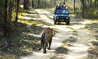 Tiger Safari Adventure